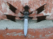 IMG_7502_big.jpg