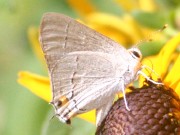 IMG_7518.jpg