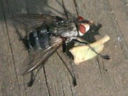 IMG_7701.jpg