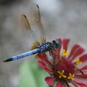 IMG_7879_big.jpg