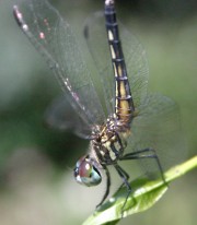 IMG_7920_big.jpg