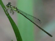 IMG_8176.jpg
