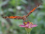 IMG_8265.jpg