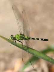 IMG_8340.jpg