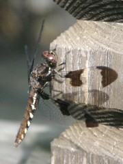 IMG_8459.jpg